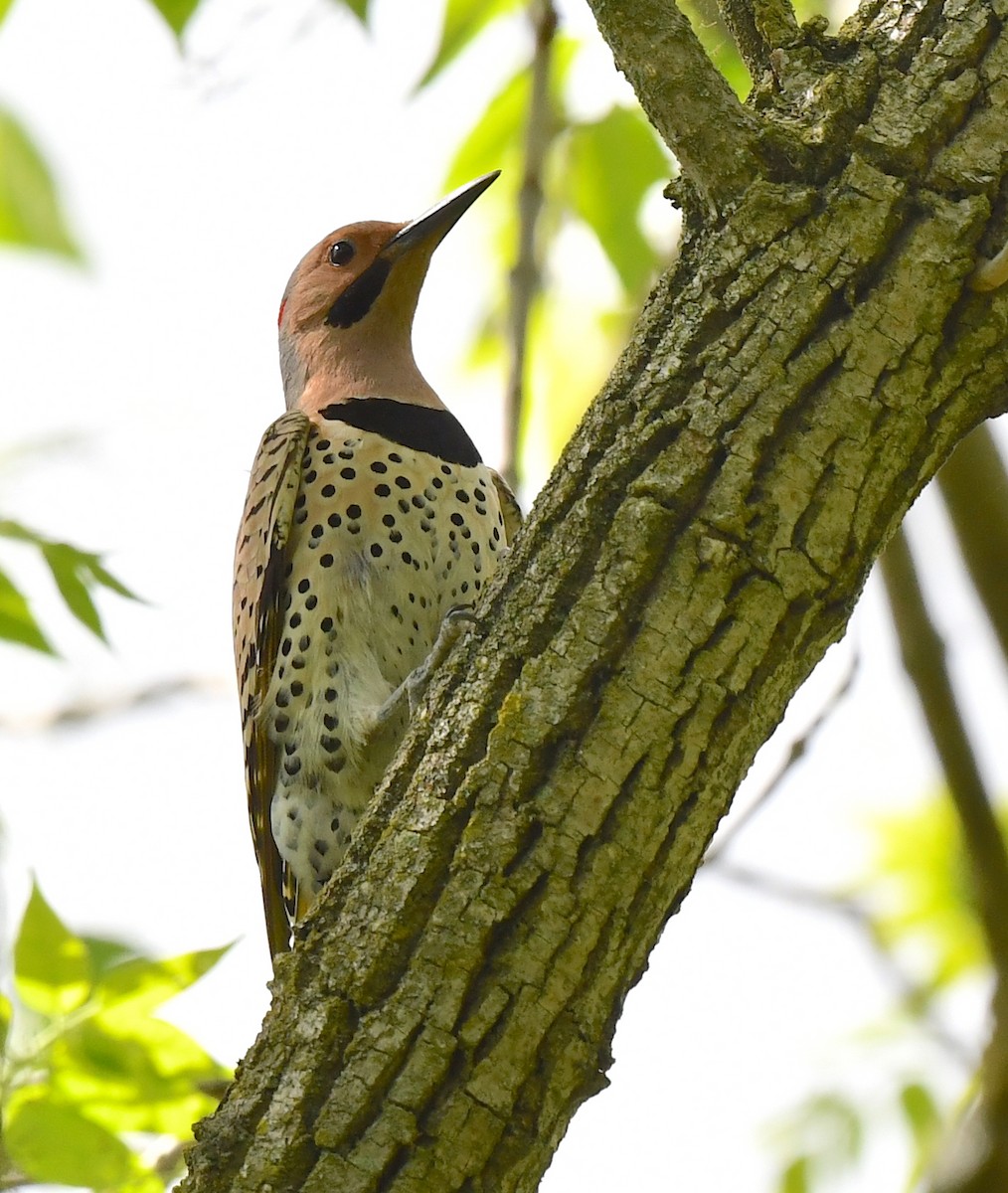 Northern Flicker - Kristen Cart