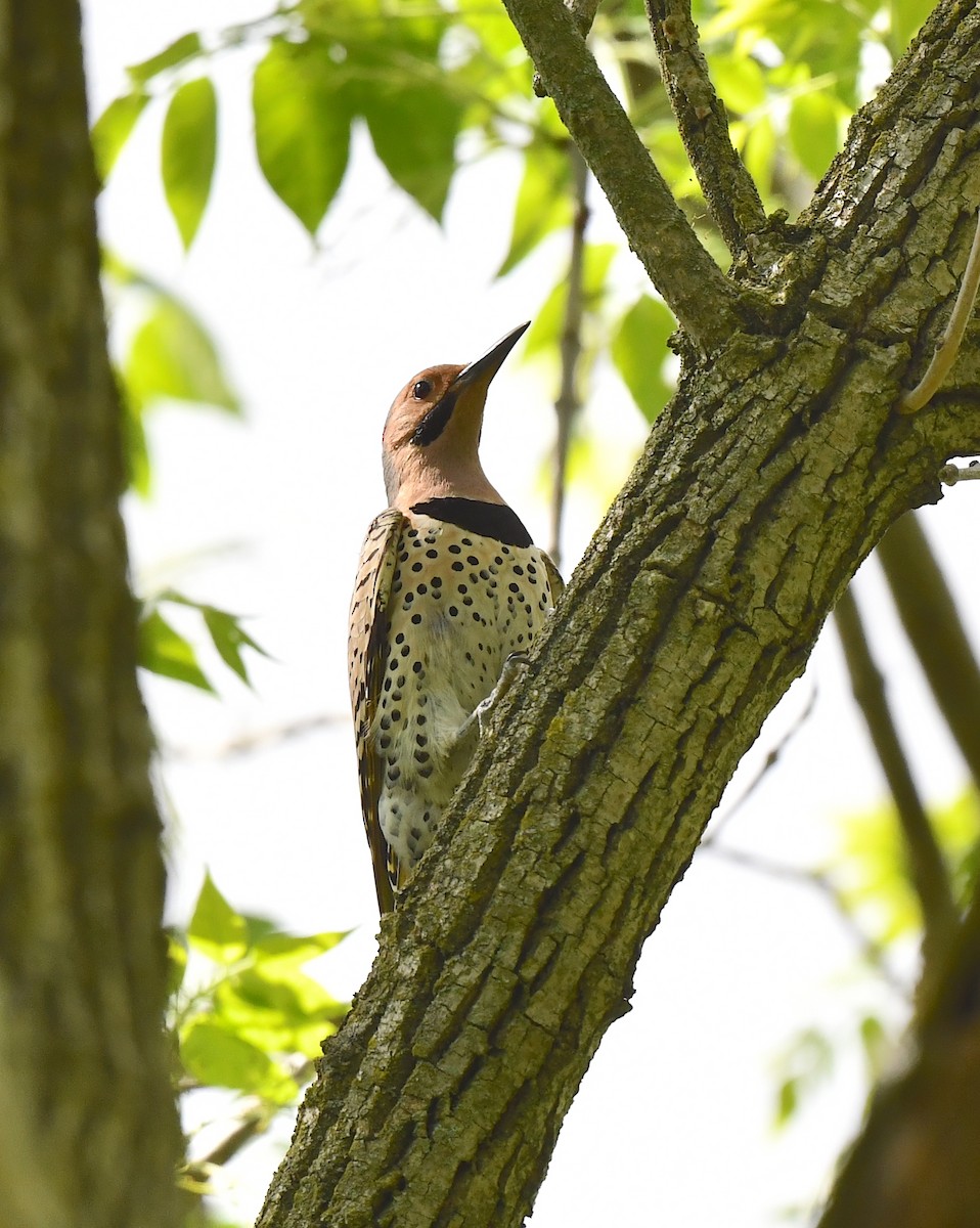 Northern Flicker - Kristen Cart