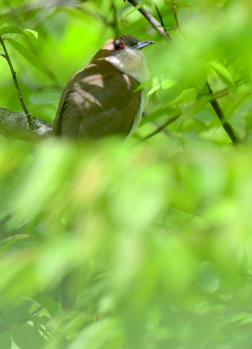 Black-billed Cuckoo - Kristen Cart