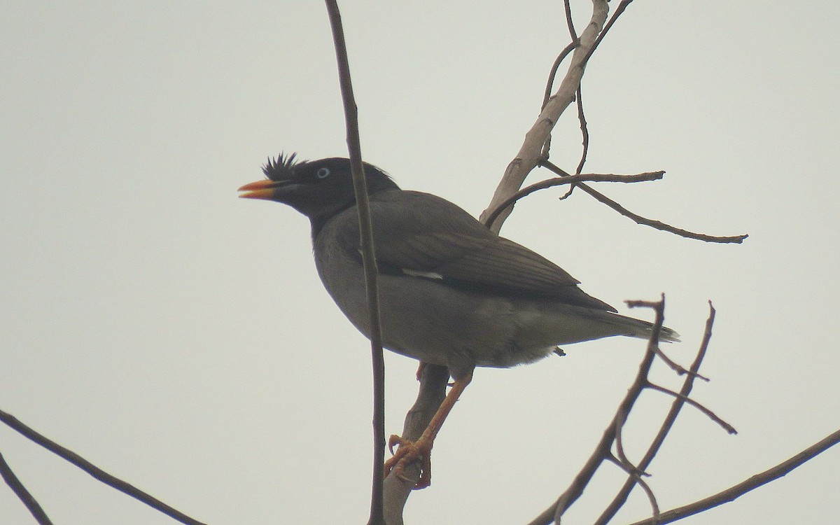 Jungle Myna - Deepa Mohan