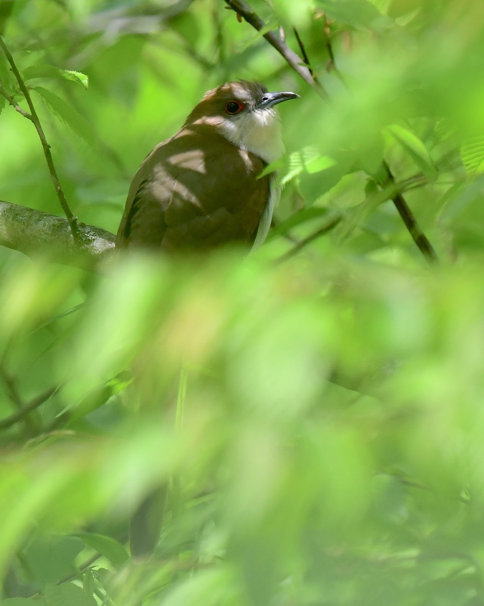 Black-billed Cuckoo - Kristen Cart