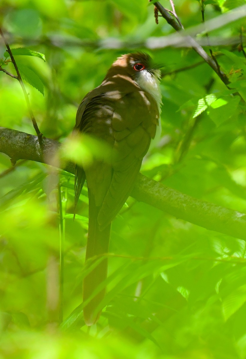 Black-billed Cuckoo - Kristen Cart