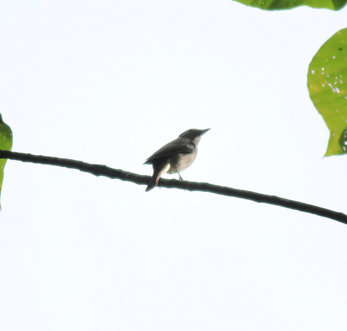 Rusty-tailed Flycatcher - Afsar Nayakkan