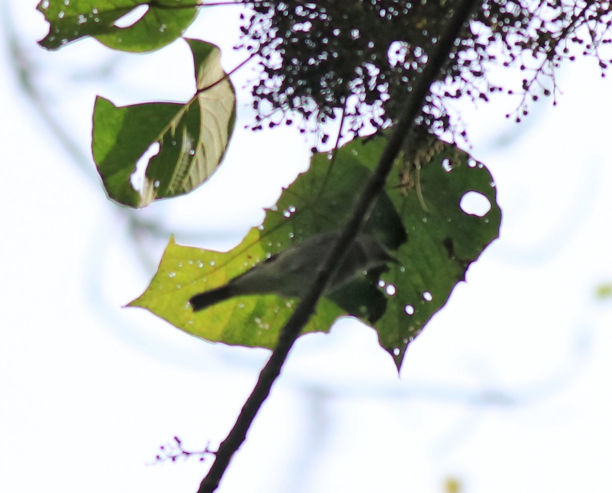 Rusty-tailed Flycatcher - Afsar Nayakkan