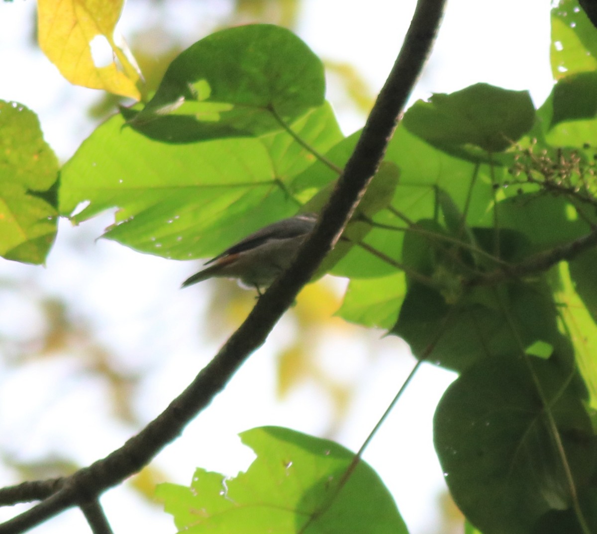 Rusty-tailed Flycatcher - Afsar Nayakkan