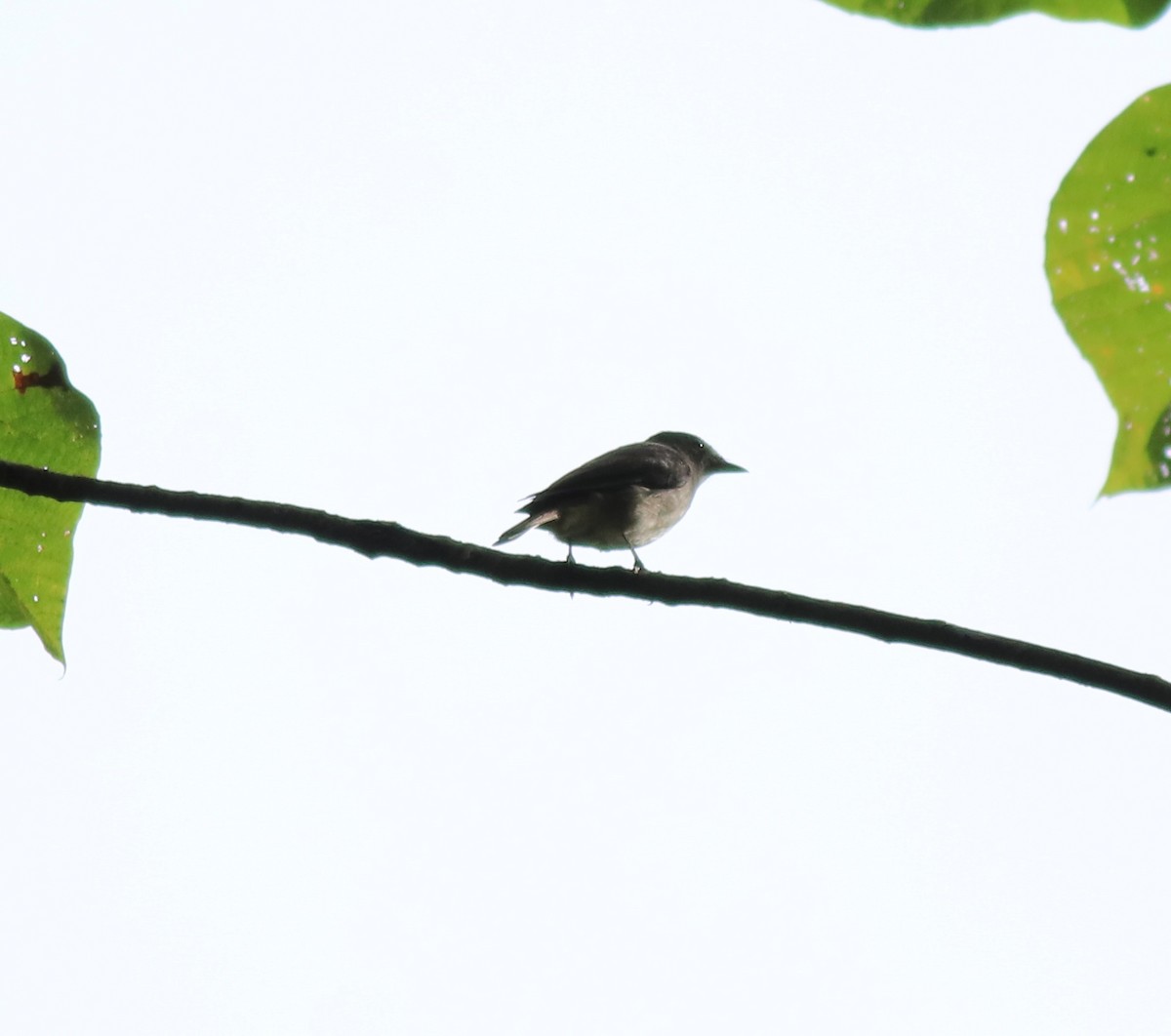 Rusty-tailed Flycatcher - Afsar Nayakkan