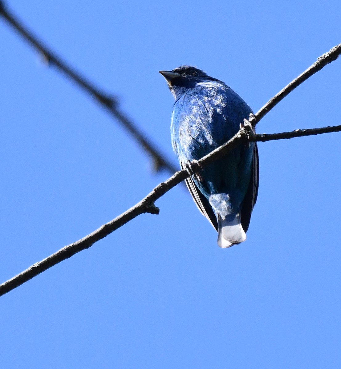 Indigo Bunting - Kristen Cart