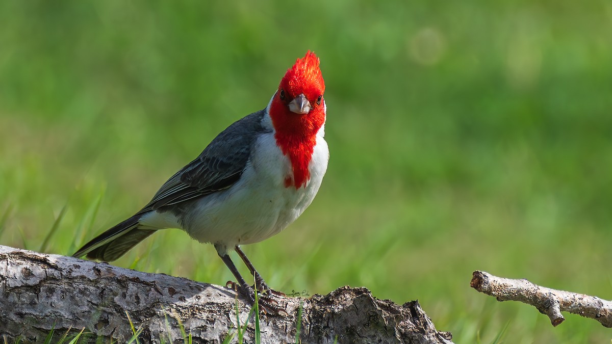 Red-crested Cardinal - Yosico Chu