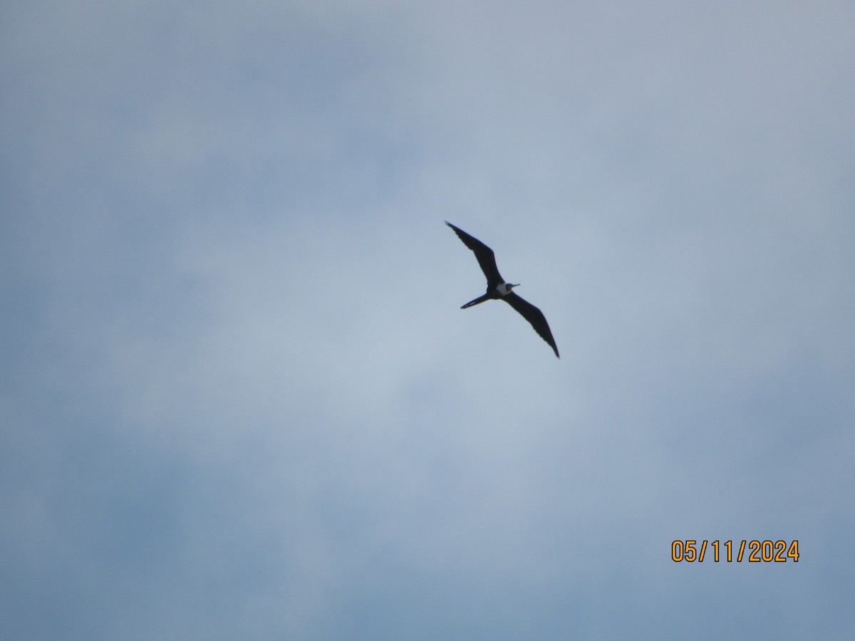 Magnificent Frigatebird - Vivian F. Moultrie