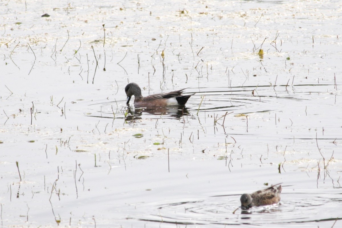 Gadwall - Loyan Beausoleil