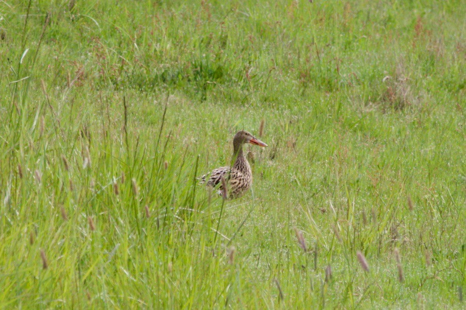 Northern Shoveler - Loyan Beausoleil