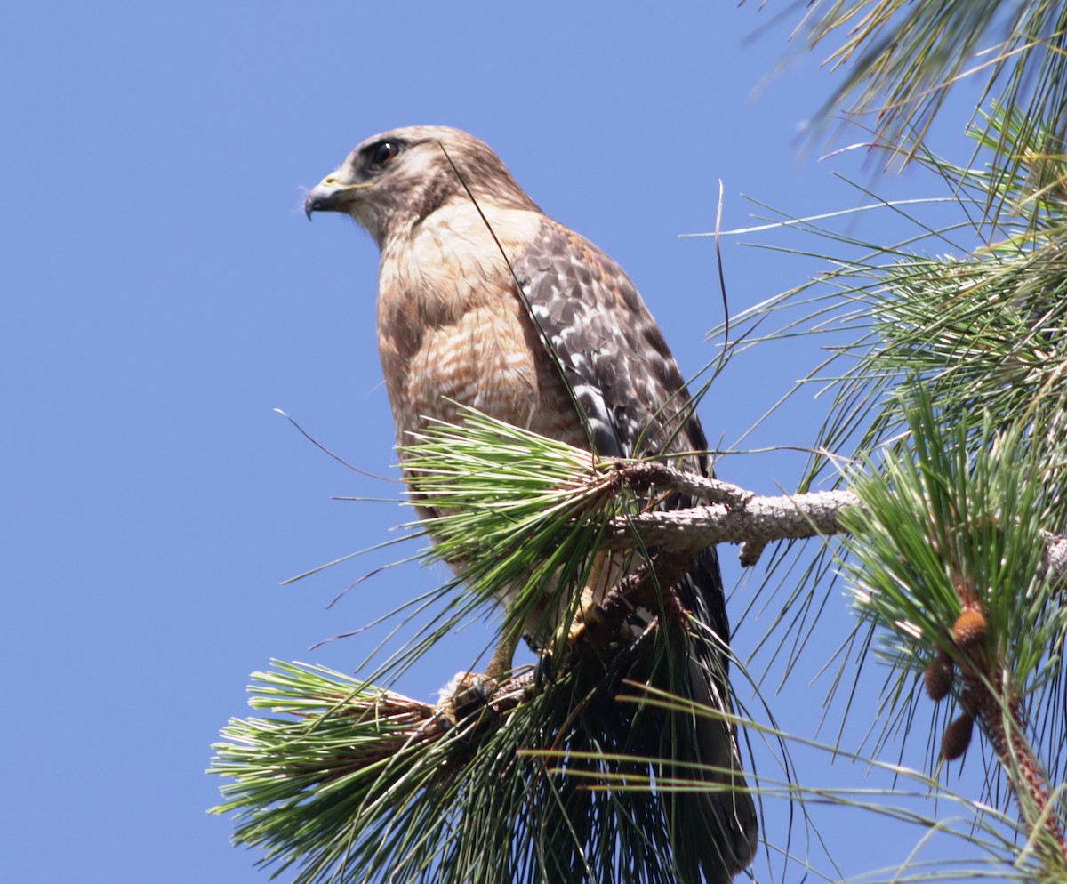 Red-shouldered Hawk - ML618879273