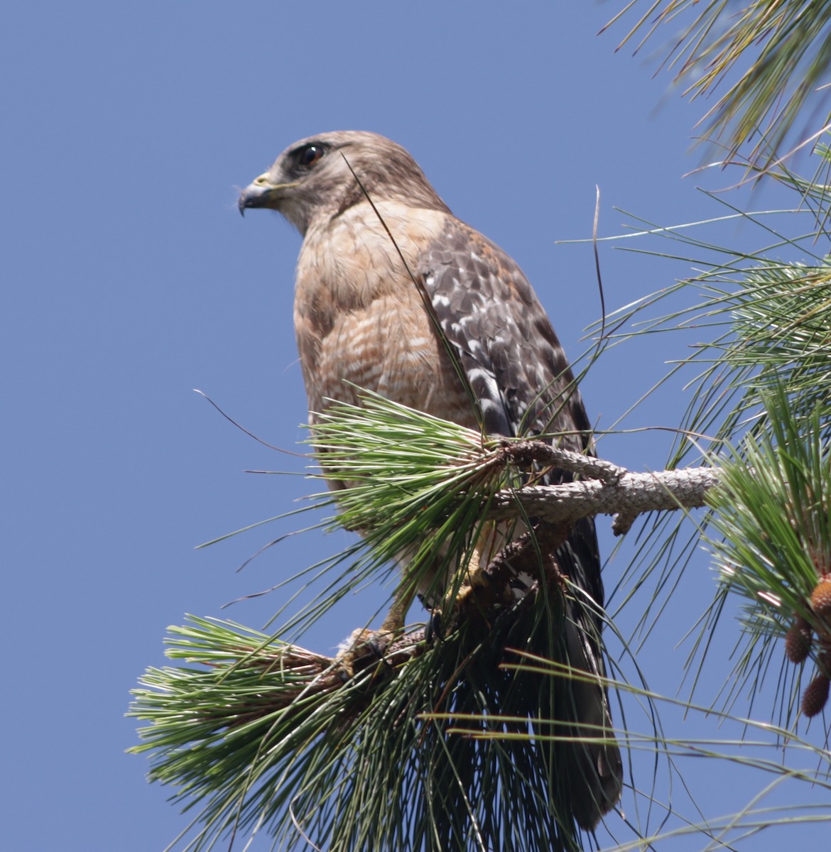 Red-shouldered Hawk - ML618879274