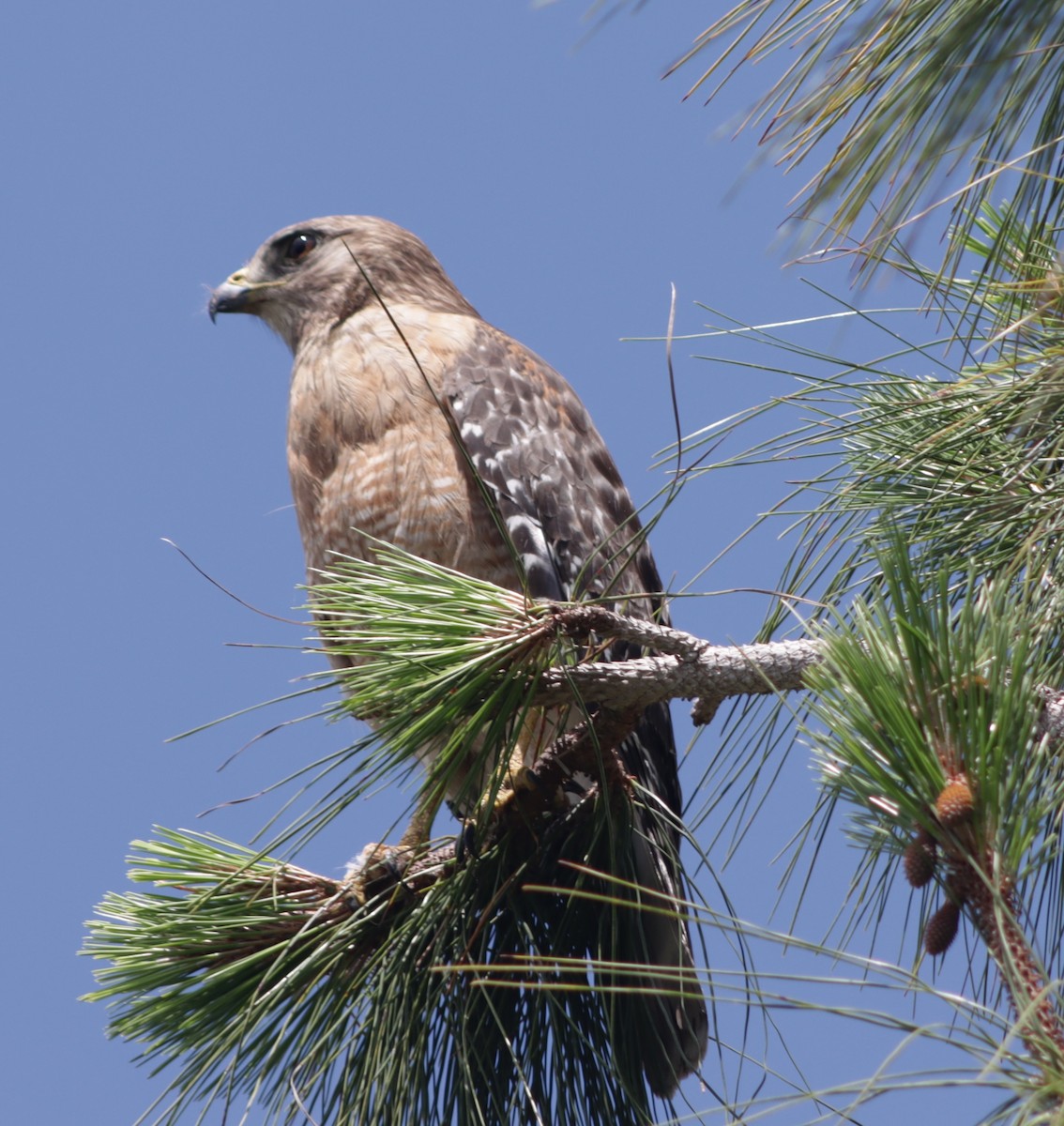 Red-shouldered Hawk - ML618879275