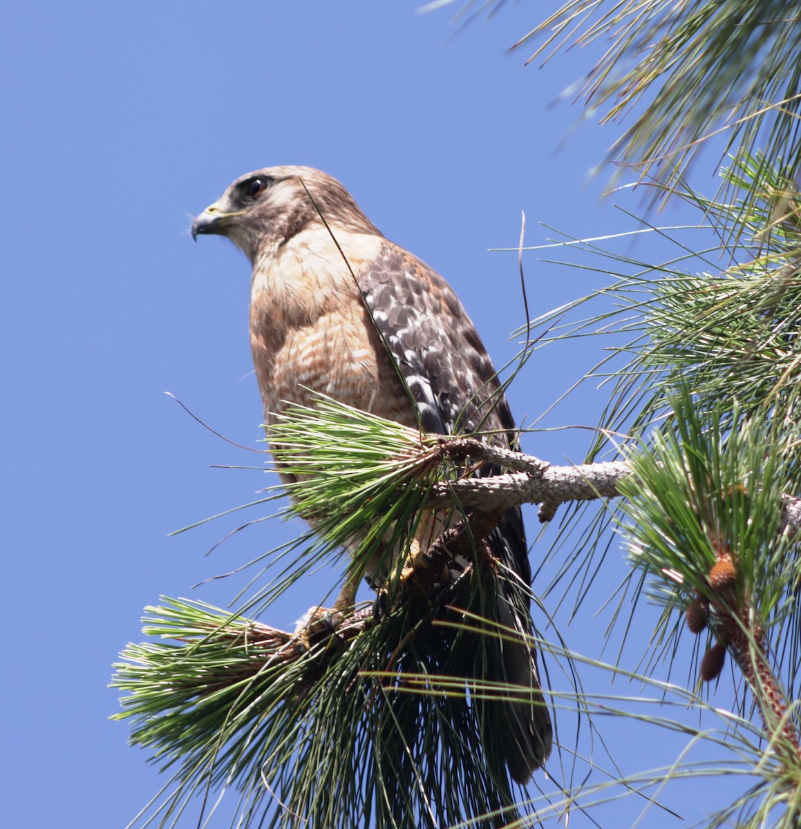Red-shouldered Hawk - ML618879276