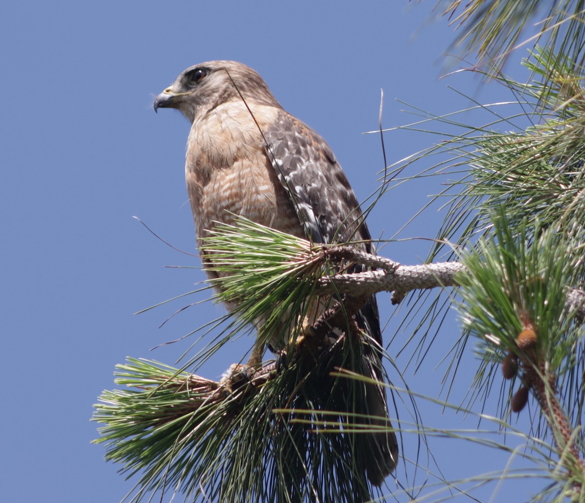 Red-shouldered Hawk - ML618879281