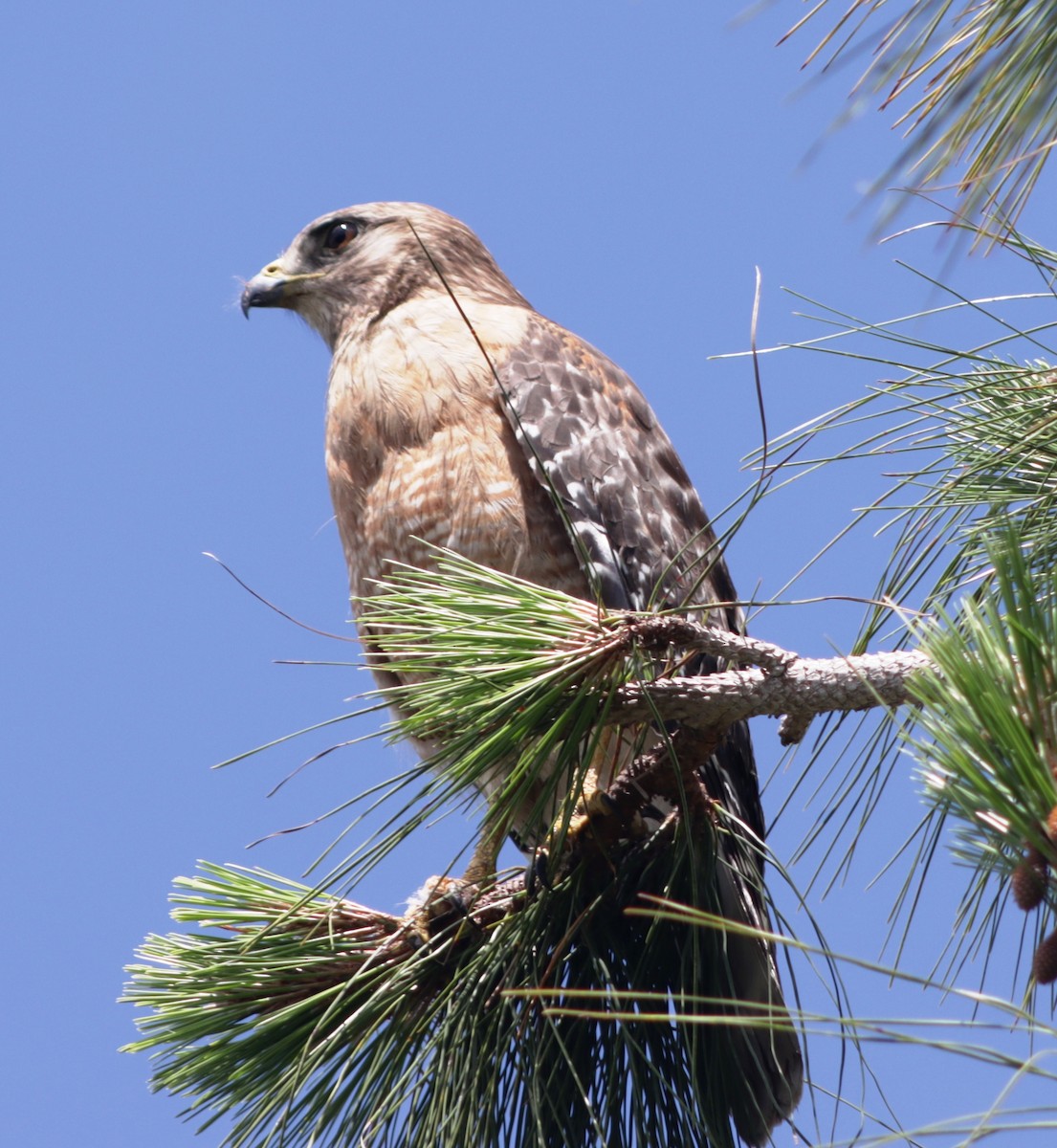 Red-shouldered Hawk - ML618879282