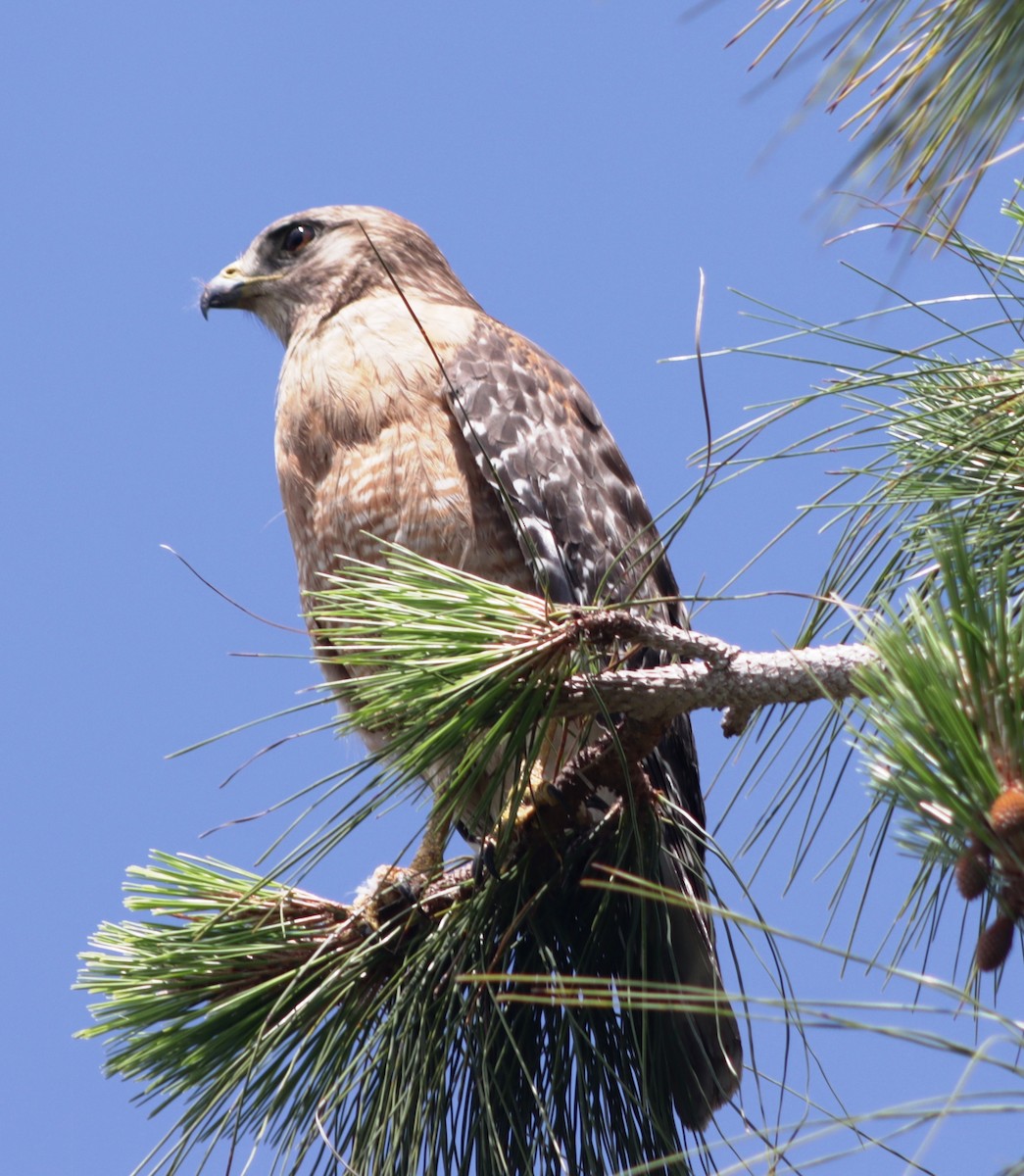 Red-shouldered Hawk - ML618879283