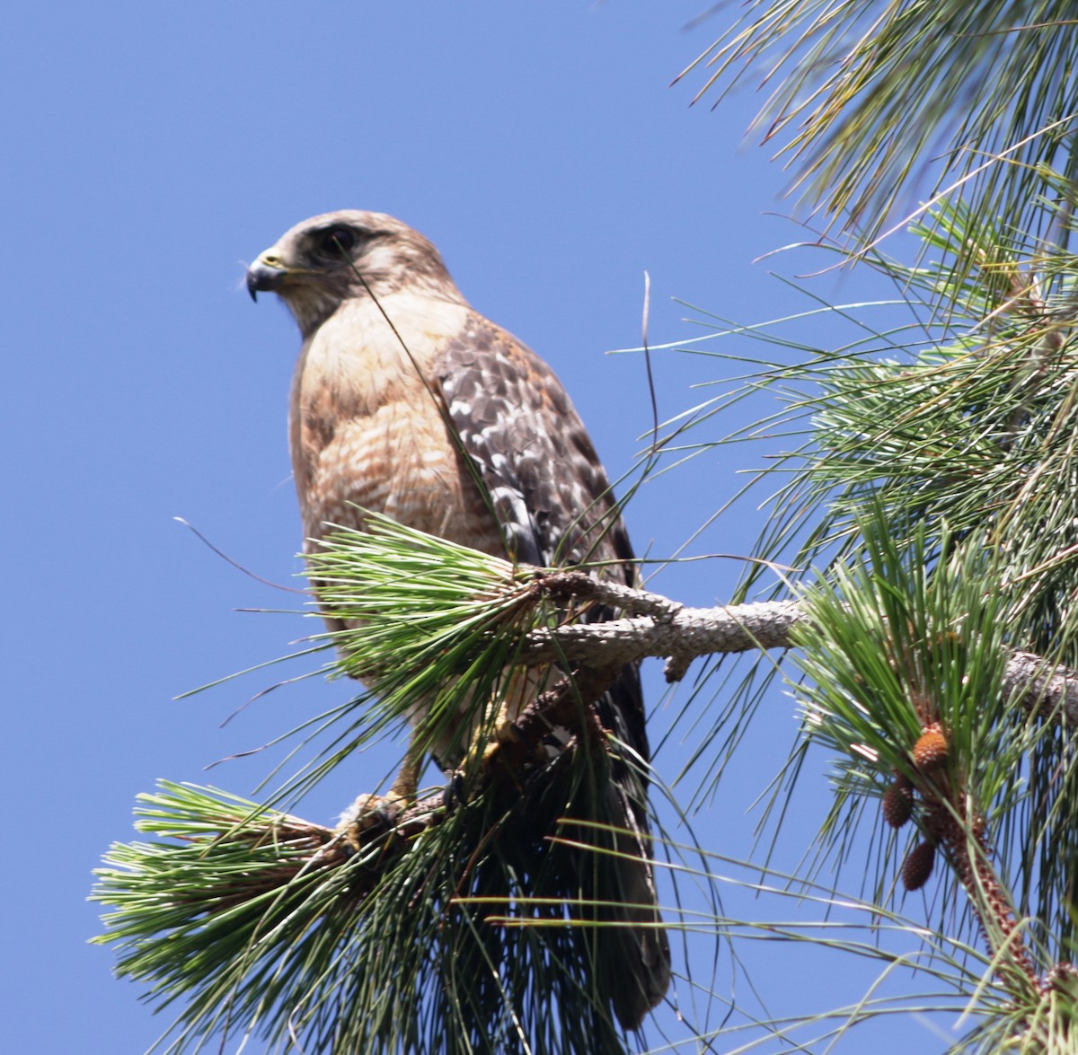 Red-shouldered Hawk - ML618879284