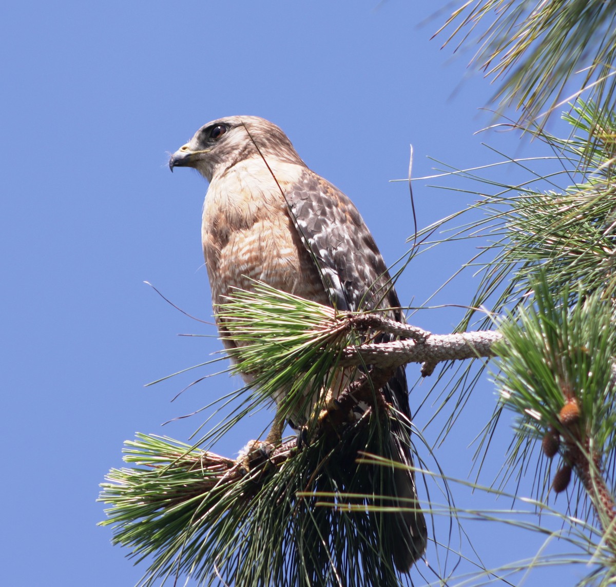 Red-shouldered Hawk - ML618879285