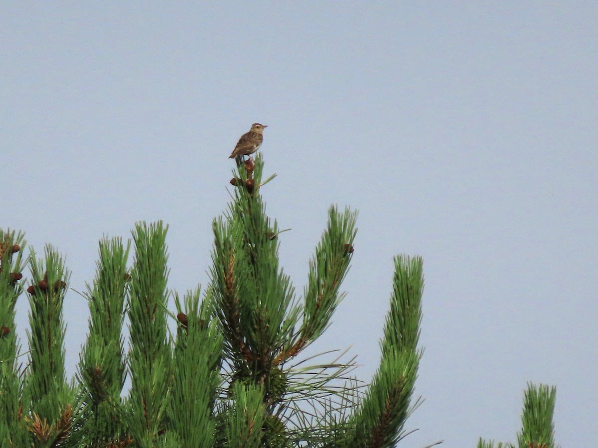 Wood Lark - Luís Custódia