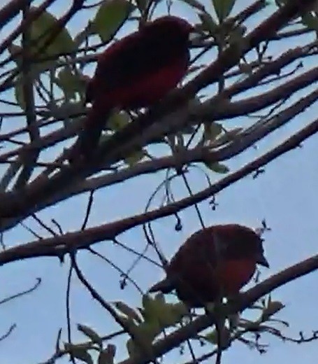 Crimson-backed Tanager - ORLANDO TOBAR VARGAS