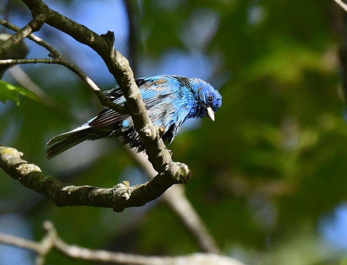 Indigo Bunting - Kristen Cart