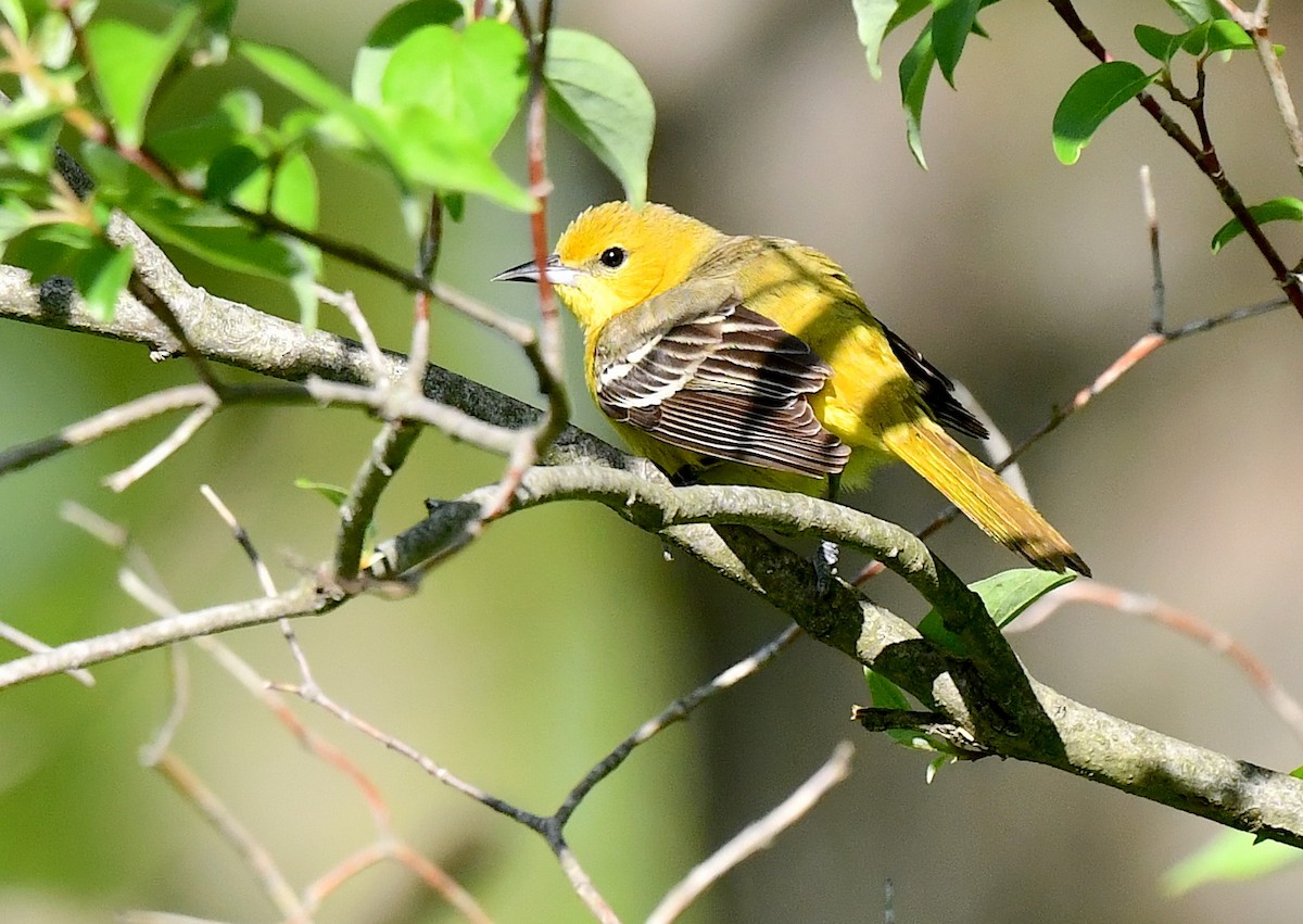 Orchard Oriole - Kristen Cart