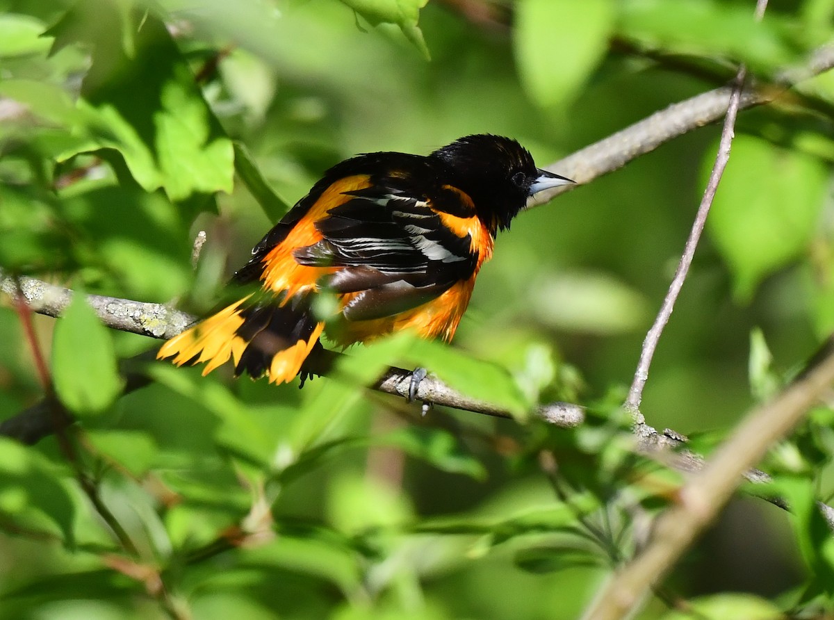 Baltimore Oriole - Kristen Cart