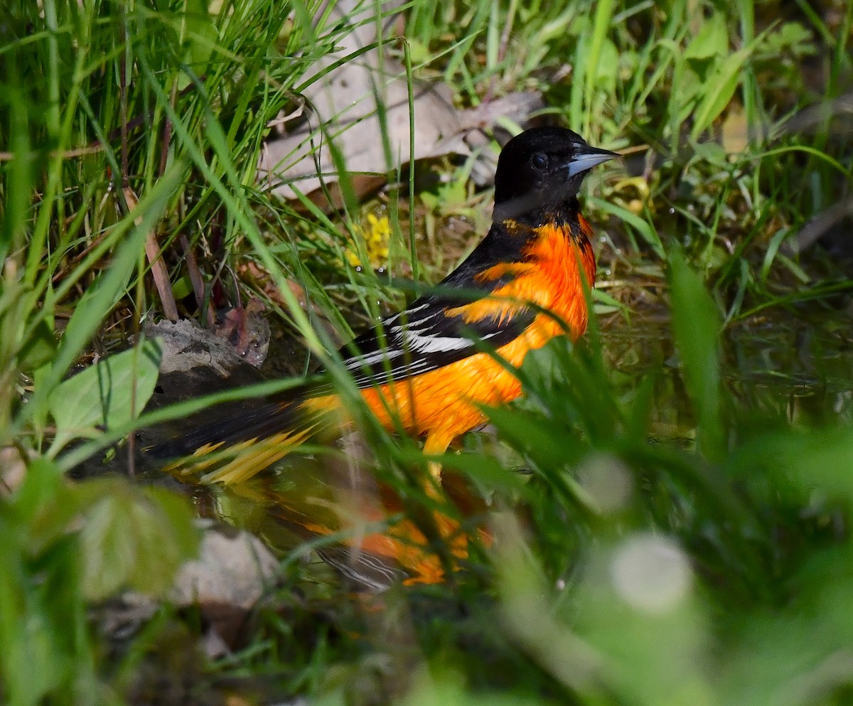 Baltimore Oriole - Kristen Cart