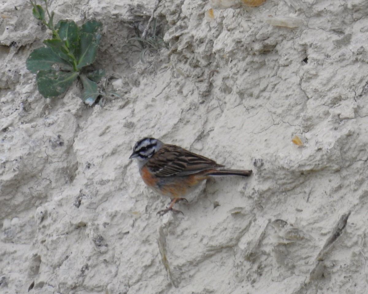 Rock Bunting - Fernando T Rico