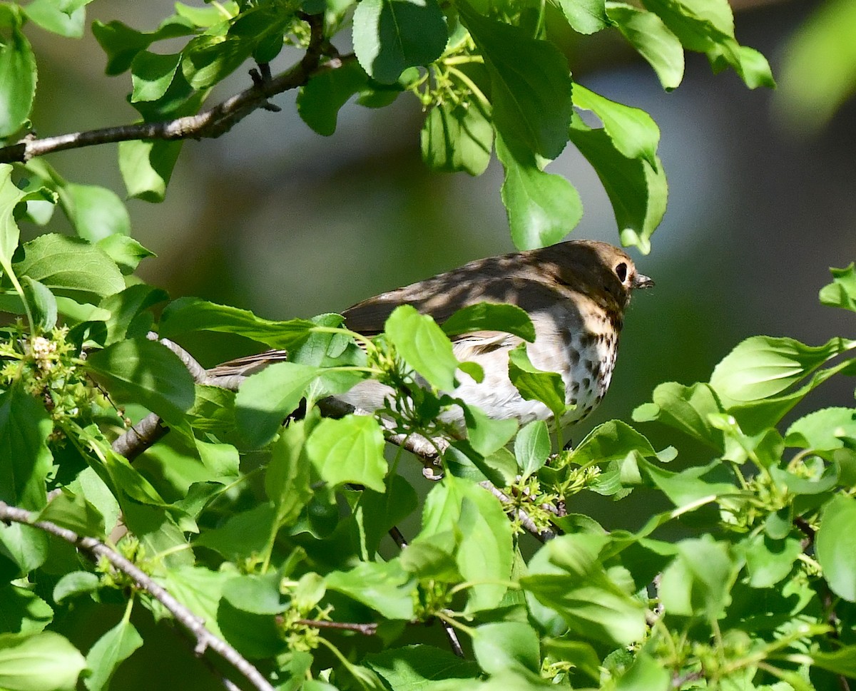 Swainson's Thrush - Kristen Cart