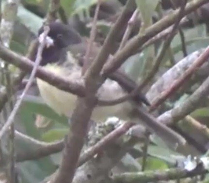 Yellow-bellied Seedeater - ORLANDO TOBAR VARGAS