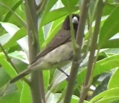 Yellow-bellied Seedeater - ORLANDO TOBAR VARGAS