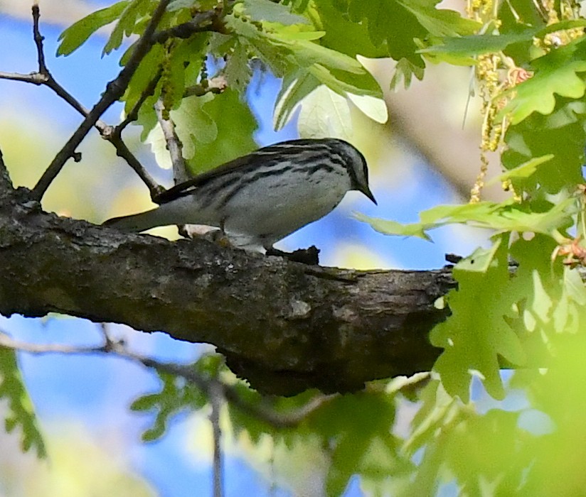 Blackpoll Warbler - Kristen Cart