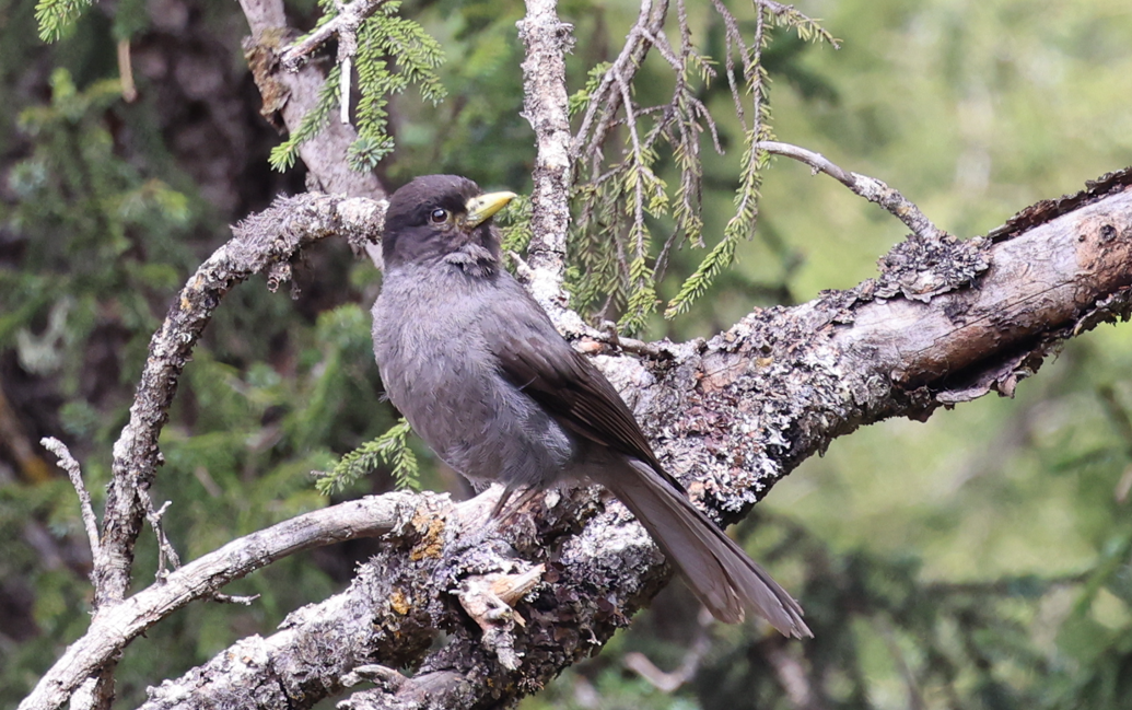 Sichuan Jay - ML618879367