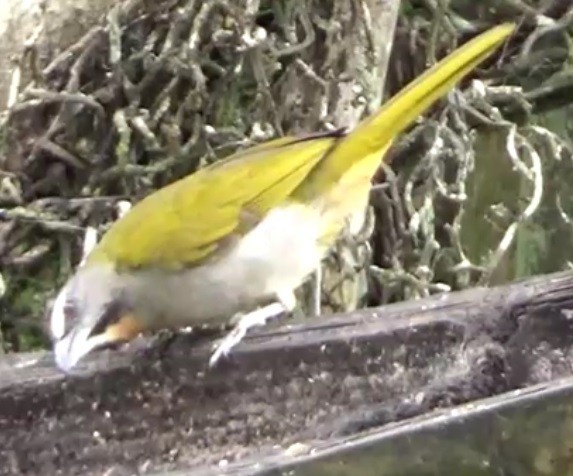 Buff-throated Saltator - ORLANDO TOBAR VARGAS