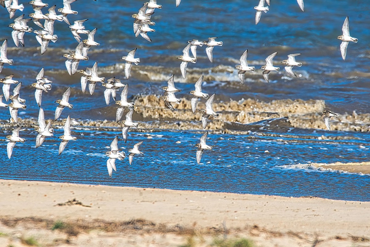 Double-banded Plover - Alfons  Lawen