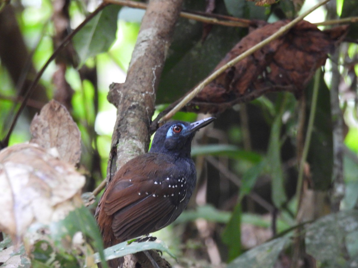 Chestnut-backed Antbird - Eduar Paez