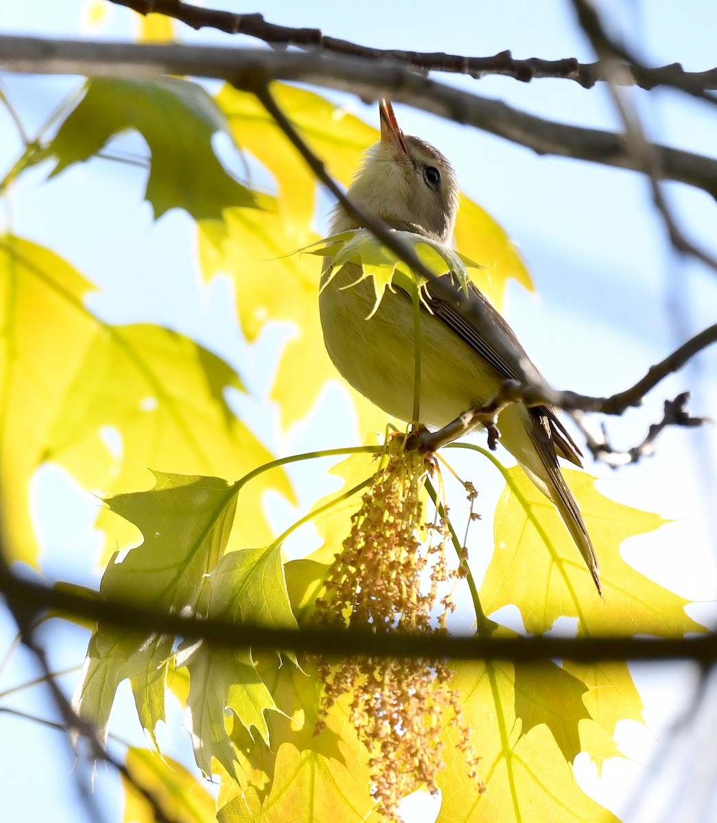 Warbling Vireo - Kristen Cart