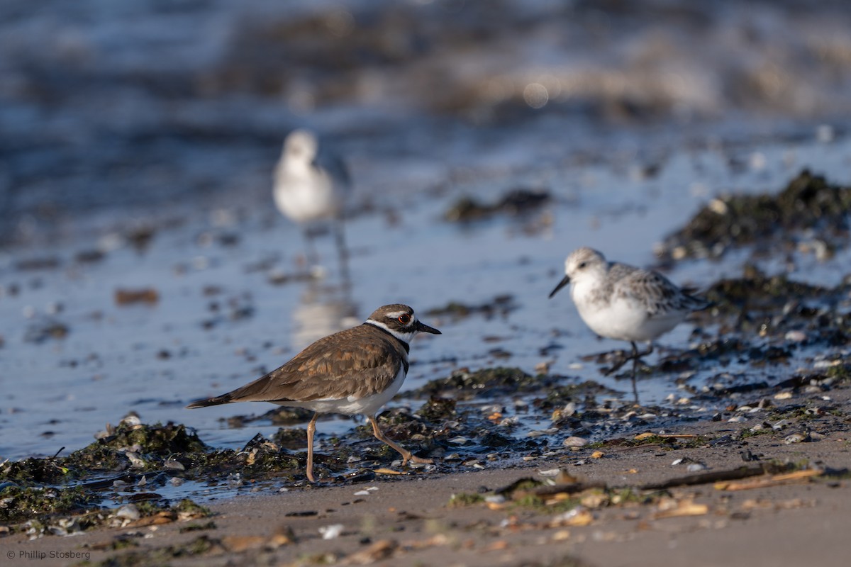 Killdeer - Phillip Stosberg