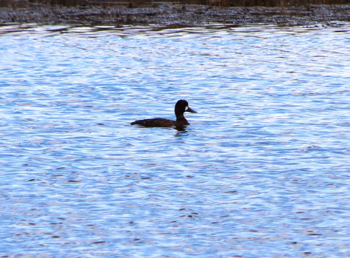 Lesser Scaup - ML618879429