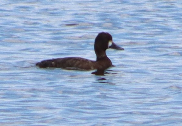 Lesser Scaup - ML618879430