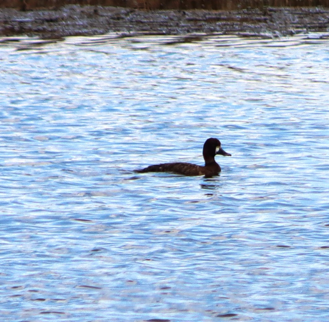 Lesser Scaup - ML618879431