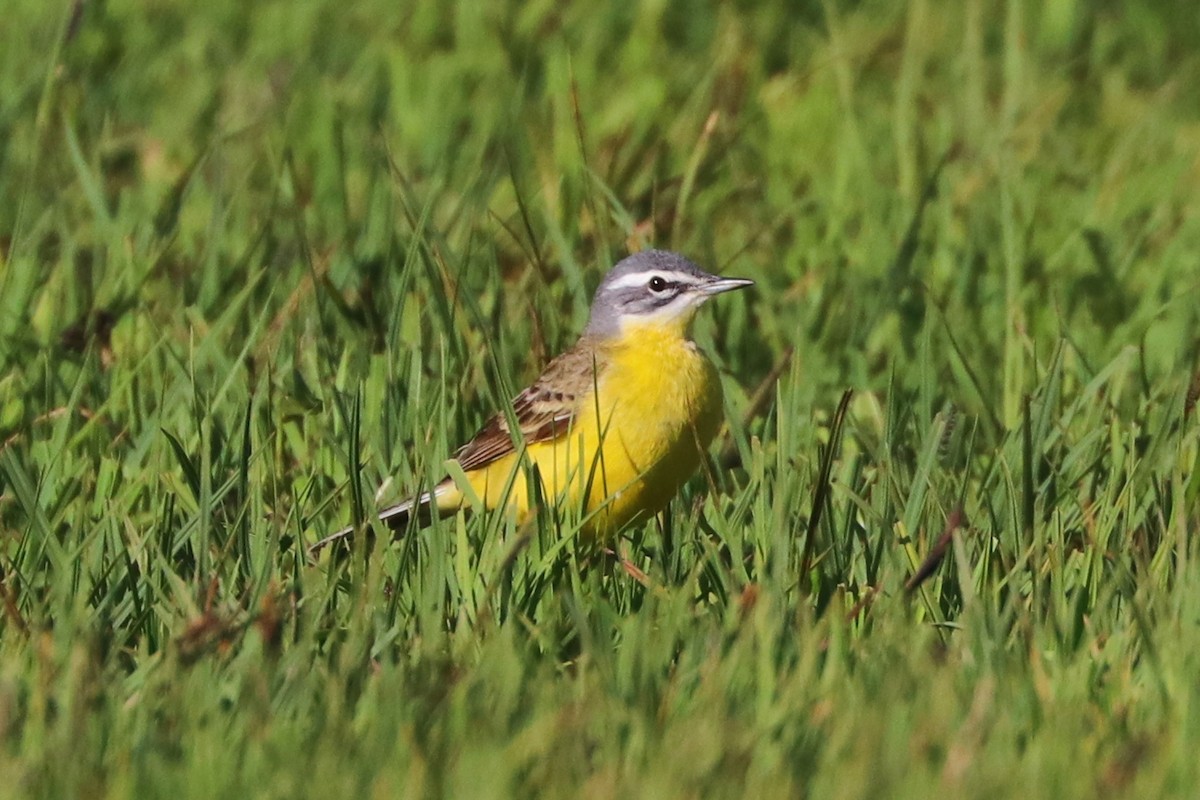Western Yellow Wagtail - Darío Jung