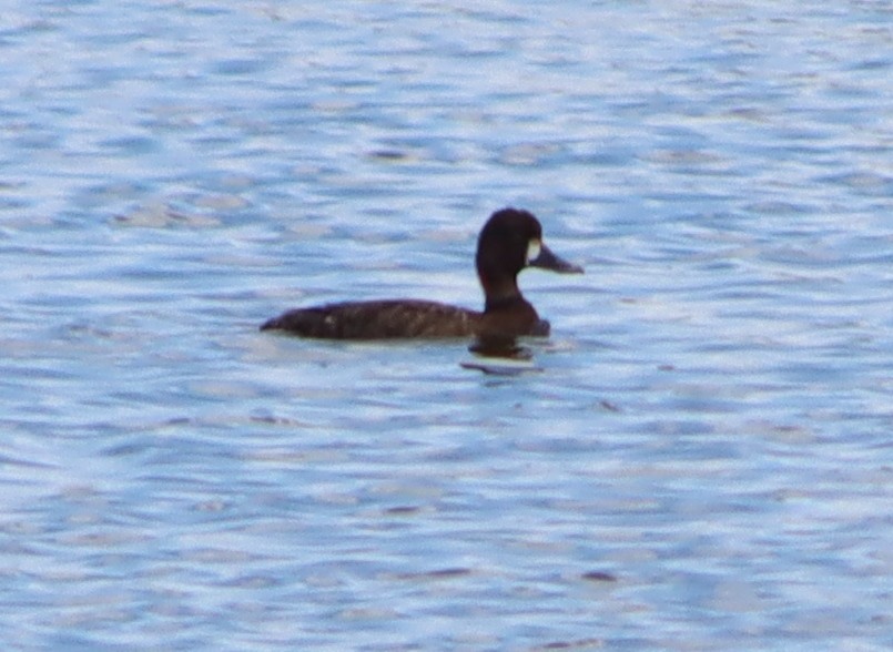 Lesser Scaup - ML618879443
