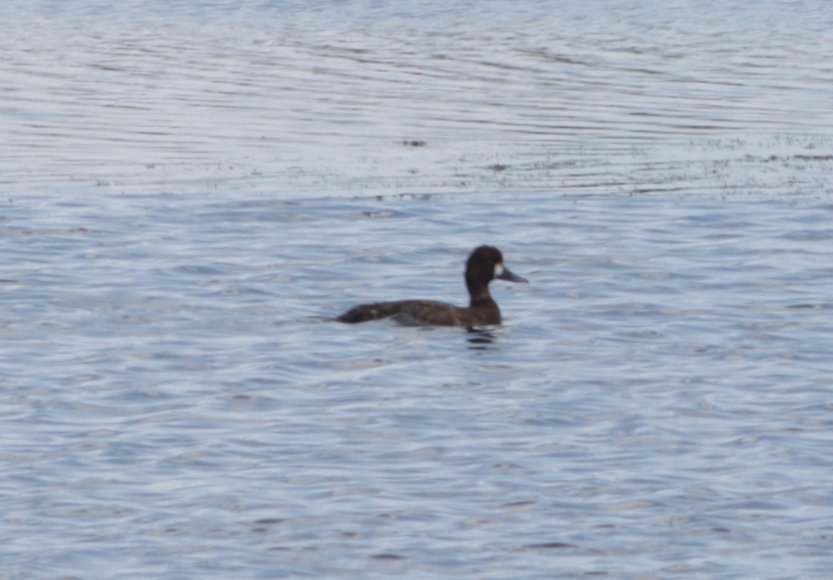 Lesser Scaup - ML618879444