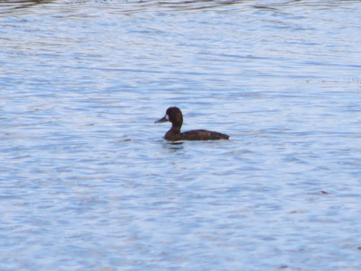 Lesser Scaup - ML618879445