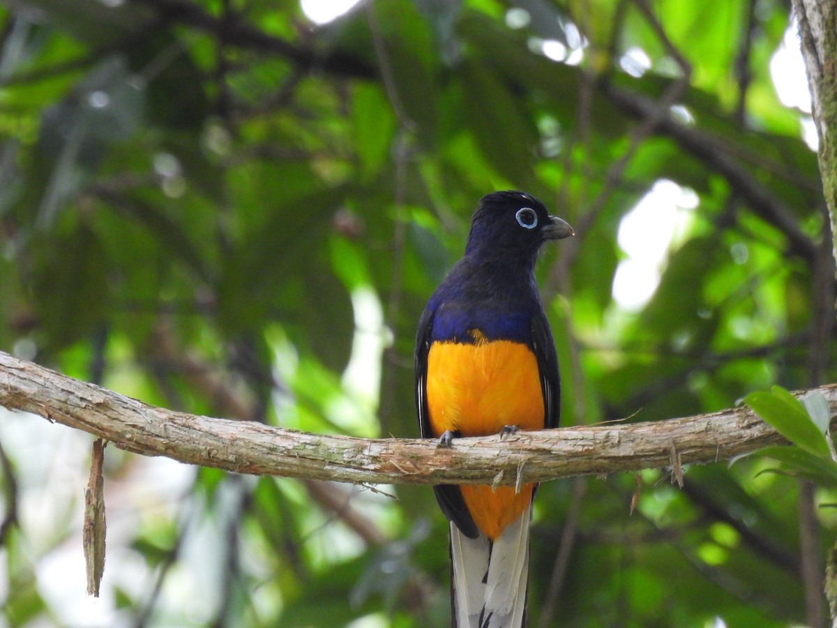 White-tailed Trogon - Eduar Paez