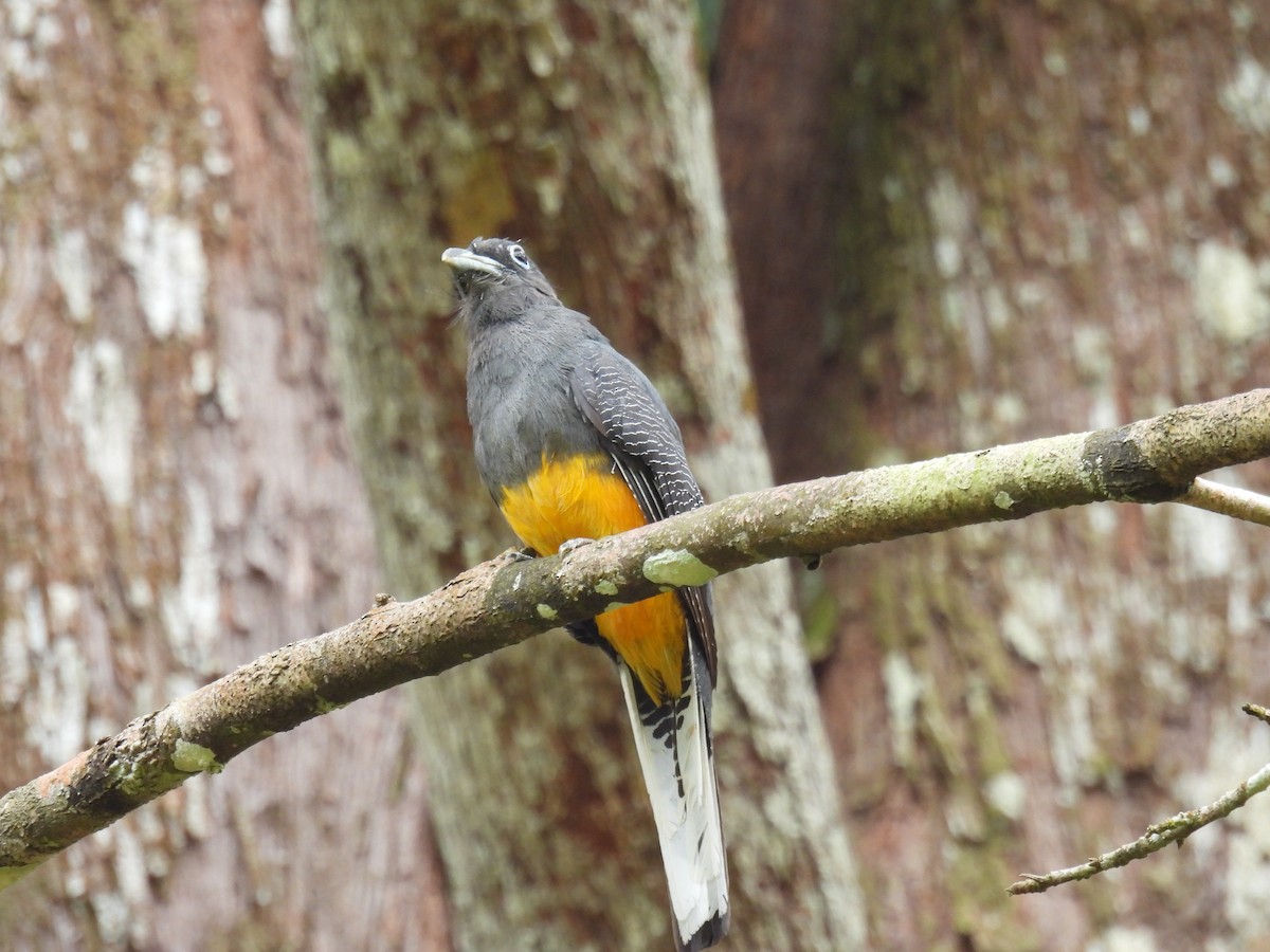 White-tailed Trogon - Eduar Paez